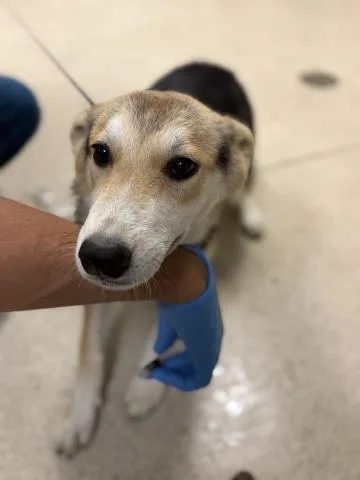 A young small-sized female German Shepherd Dog dog named Jade for adoption in Riverside, CA