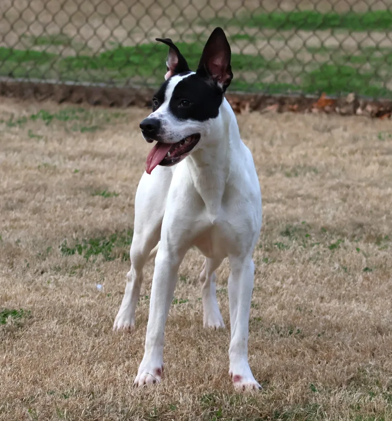 An adult medium-sized female Pit Bull Terrier dog named Birdie for adoption in Appling, GA