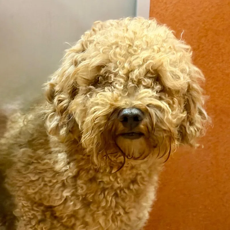 An adult small-sized male Miniature Poodle dog named Sam Missouri for adoption in Peyton, CO