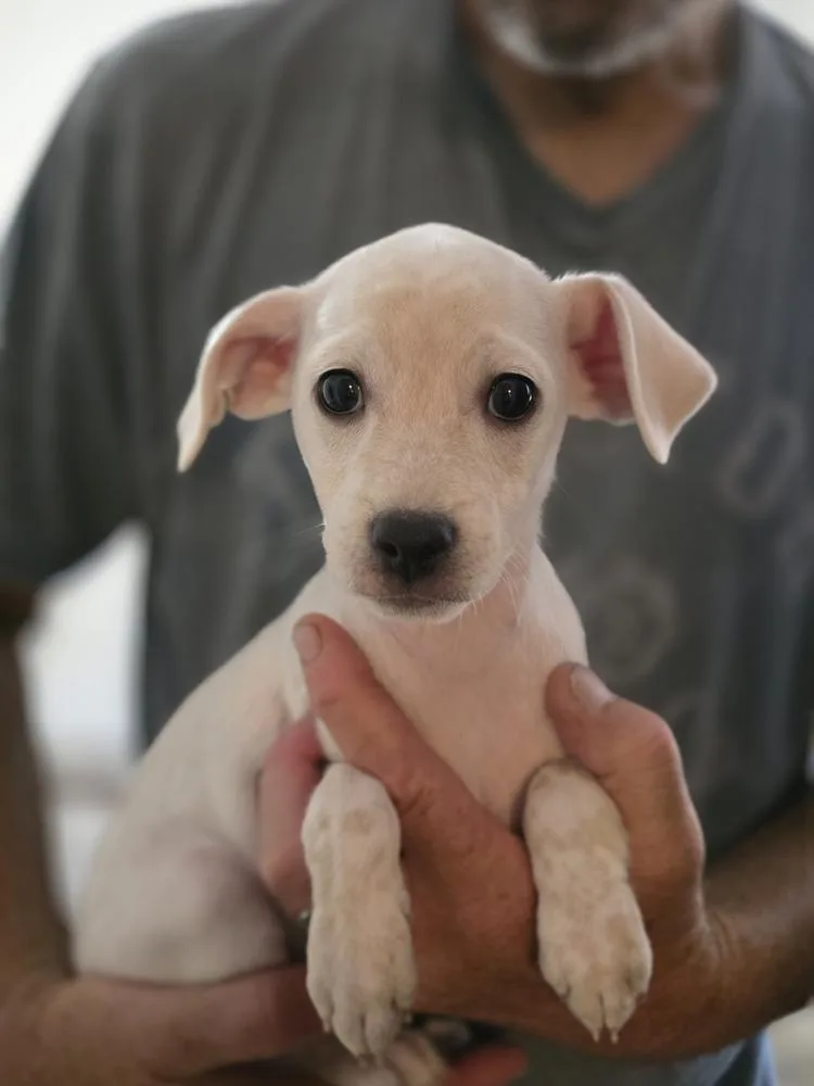 A baby small-sized male Terrier dog named Salt for adoption in Windsor, CA