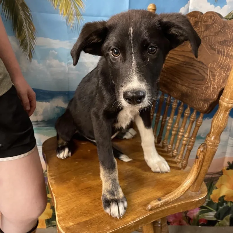 A baby small-sized female Black Border Collie dog named Bessie for adoption in Eureka Springs, AR