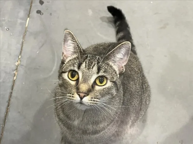 A young medium-sized female Domestic Short Hair cat named Ramen for adoption in Chapel Hill, NC