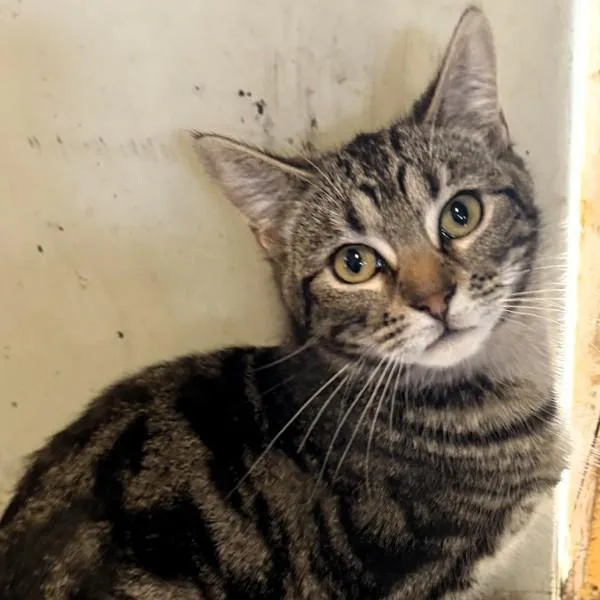 A young medium-sized female Domestic Short Hair cat named Maple for adoption in Des Moines, IA