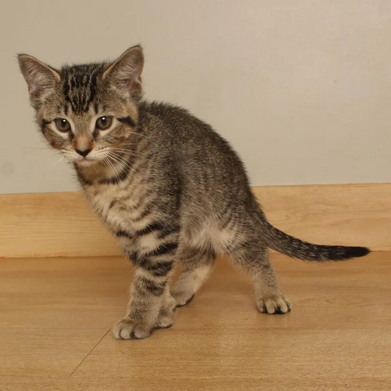 A baby small-sized male Brown / Chocolate Domestic Short Hair cat named Baseball C for adoption in Minnetonka, MN