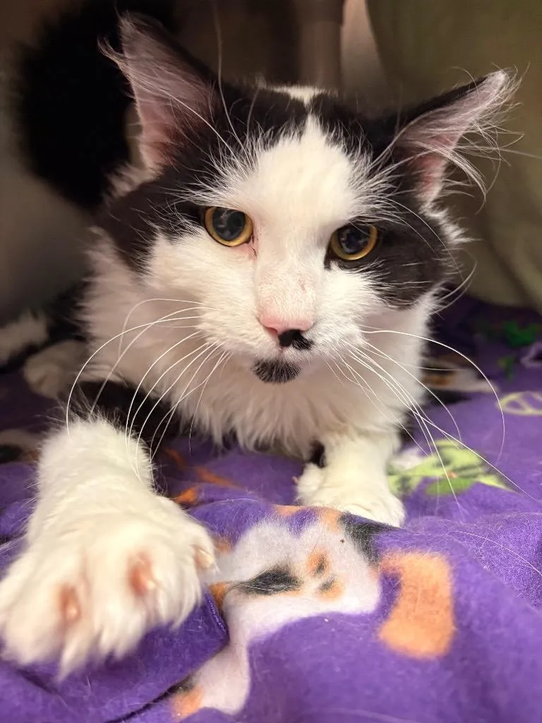 A young medium-sized male Domestic Medium Hair cat named Splash for adoption in Detroit, MI