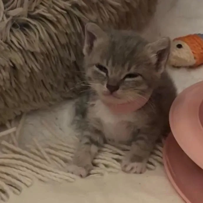 A baby small-sized female Gray / Blue / Silver Domestic Short Hair cat named Meadow for adoption in Los Angeles, CA