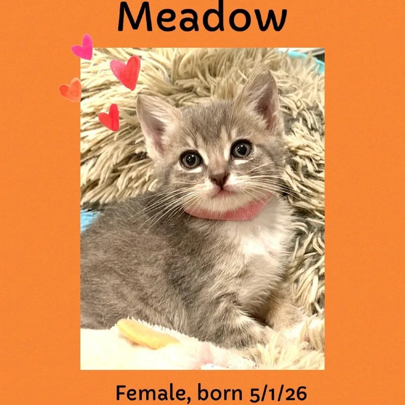 Meadow thumbnail 2
