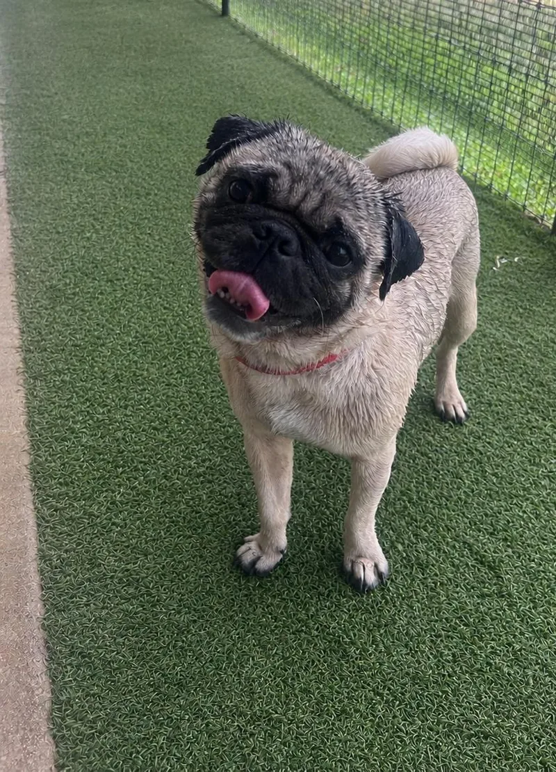 An adult small-sized male Pug dog named Sir Henry for adoption in Pipe Creek, TX