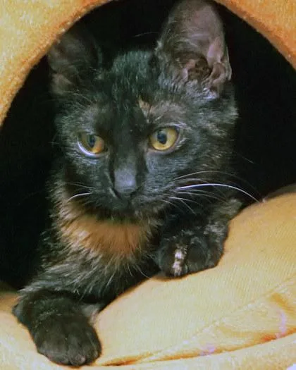 A baby small-sized female Domestic Short Hair cat named Leticia for adoption in Fishers, IN