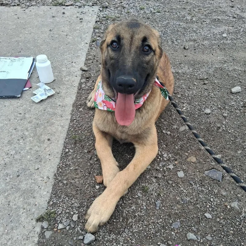 A baby large-sized female Yellow / Tan / Blond / Fawn Belgian Shepherd / Malinois dog named Sukey for adoption in Hackett, AR