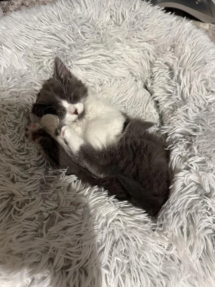 A baby medium-sized female Gray & White Domestic Long Hair cat named Wilma for adoption in Clinton Township, MI