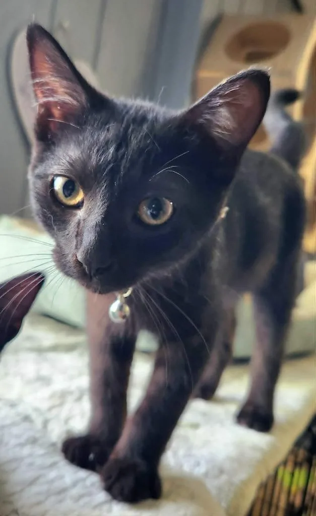 A baby medium-sized male Domestic Short Hair cat named Merlin for adoption in Warren, MI