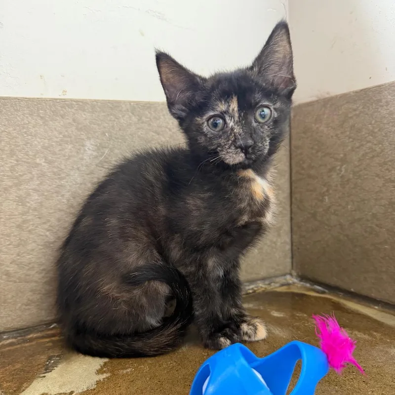 A baby small-sized female Tortoiseshell Domestic Short Hair cat named Corduroy for adoption in Green Bay, WI
