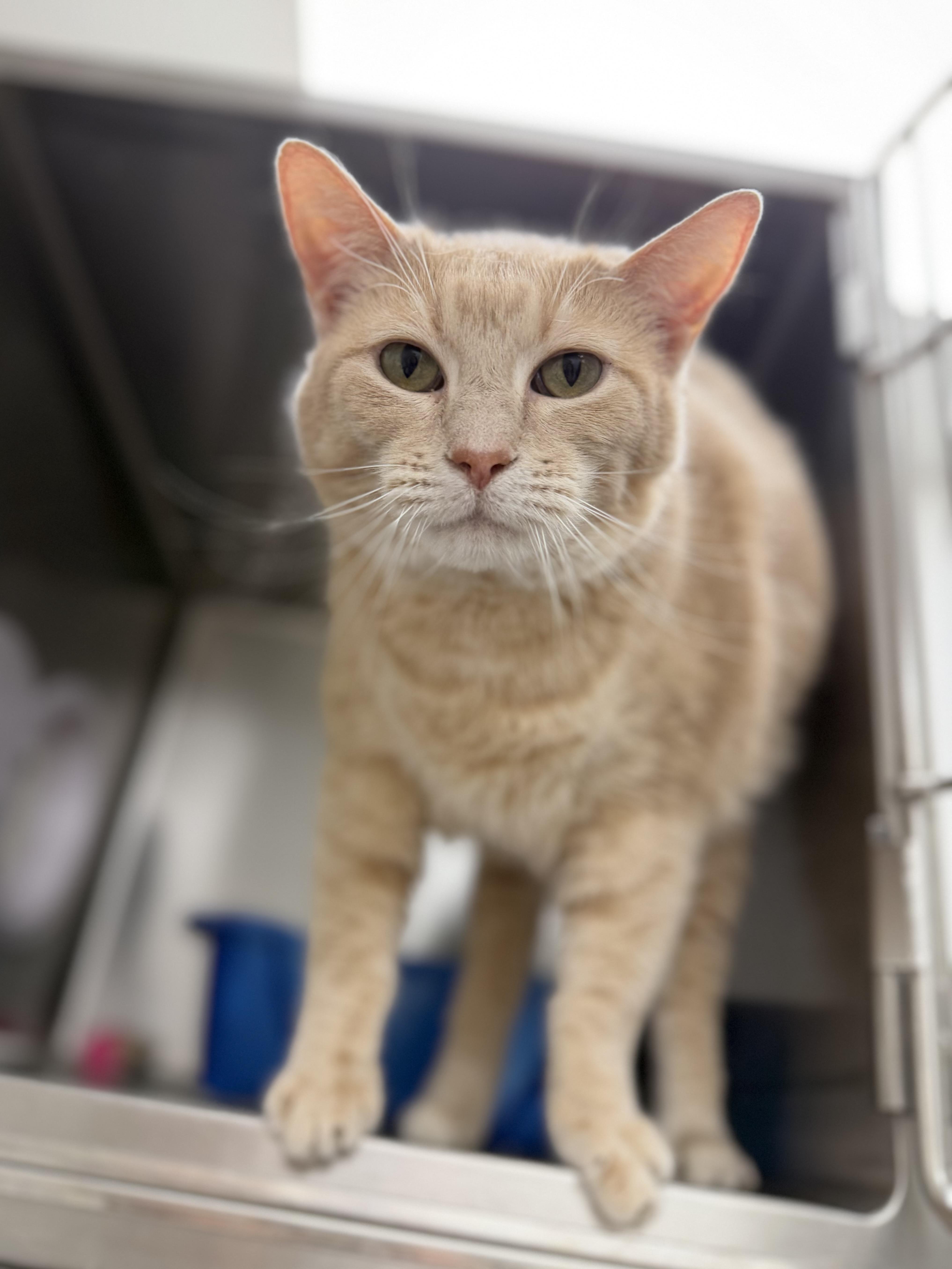 An adult extra large-sized male Buff / Tan / Fawn Domestic Short Hair cat named Levi for adoption in Geneseo, IL