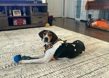 An adult medium-sized female Mixed Breed dog named Jesse for adoption in Sevierville, TN