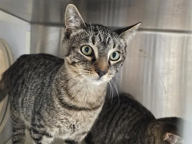 A baby small-sized male Domestic Short Hair cat named Buffalo Bill for adoption in Tustin, CA