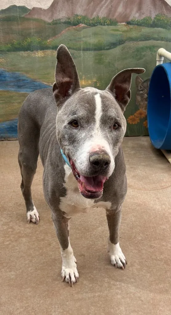 A senior medium-sized male American Staffordshire Terrier dog named Jake for adoption in Cottonwood, AZ
