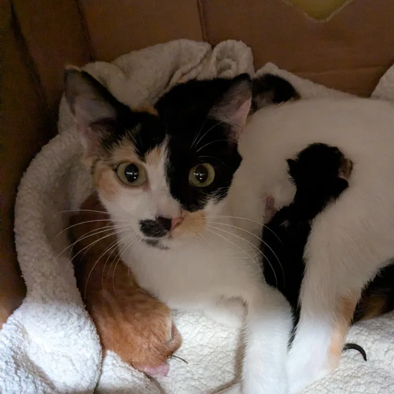 A young small-sized female Calico Domestic Short Hair cat named Calypso for adoption in Huntsville, AR