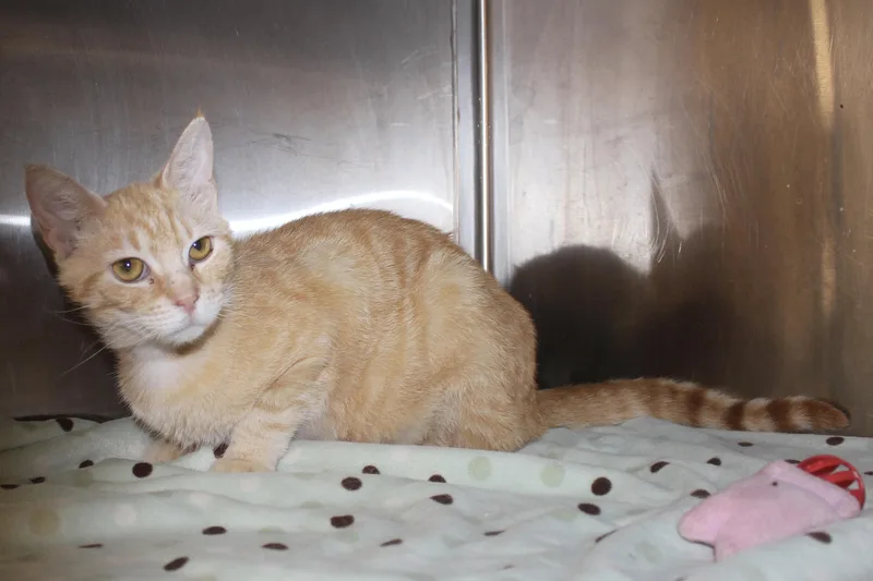 An adult medium-sized male Tabby (Orange / Red) Domestic Short Hair cat named Frisco for adoption in Brazil, IN