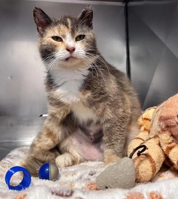 A young medium-sized female Dilute Calico Domestic Short Hair cat named April for adoption in East Northport, NY