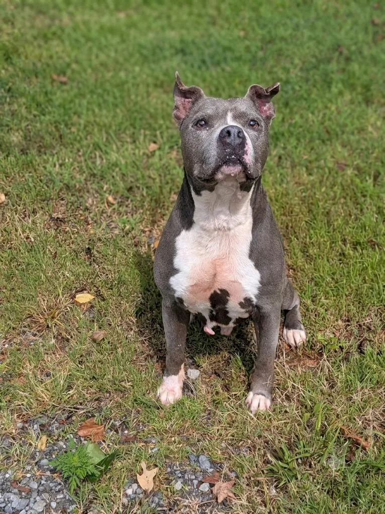 A senior large-sized male Pit Bull Terrier dog named Chunk for adoption in Springfield, TN