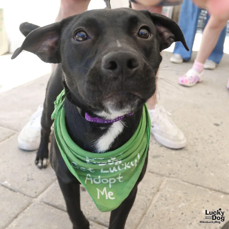 A baby large-sized female Retriever dog named Jayla for adoption in Washington, DC