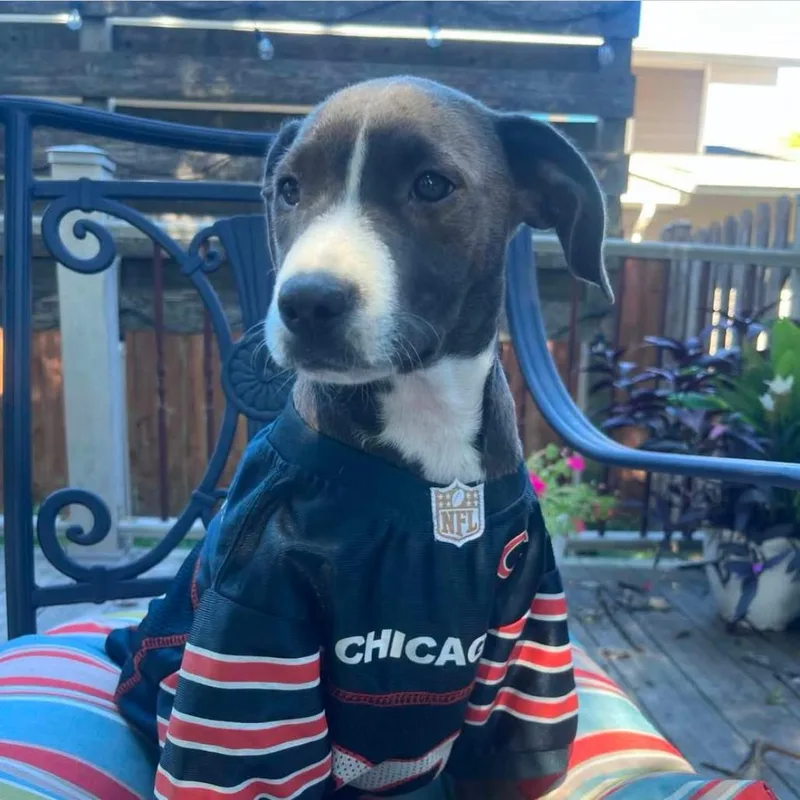 A baby large-sized female Labrador Retriever dog named Sophie for adoption in Joliet, IL