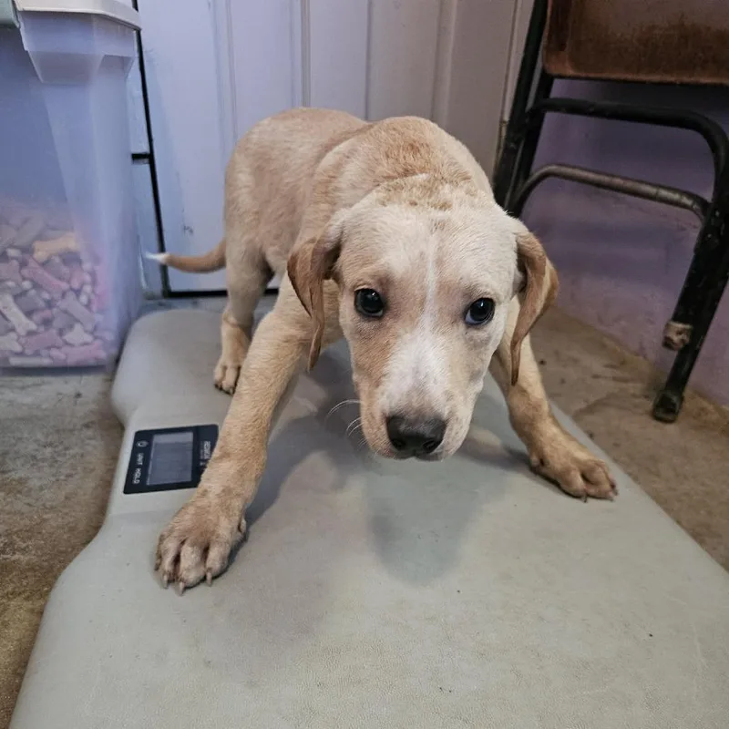 A baby small-sized male Mixed Breed dog named Cherokee for adoption in Pulaski, TN