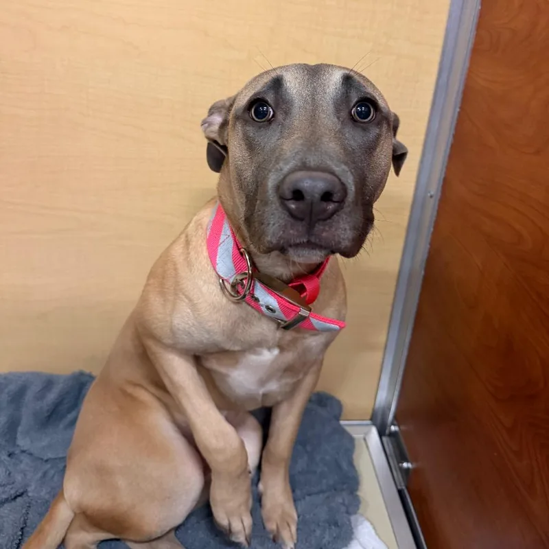 A young medium-sized female Yellow / Tan / Blond / Fawn Mixed Breed dog named Tori for adoption in Saint Charles, MO