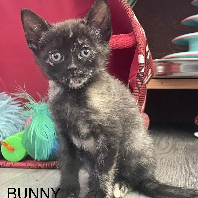 A baby small-sized female Black Domestic Short Hair cat named Bunny for adoption in Lakewood, CO