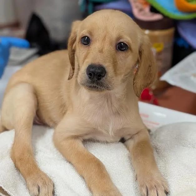 A baby small-sized female Yellow / Tan / Blond / Fawn Retriever dog named Simba for adoption in Springfield, MA