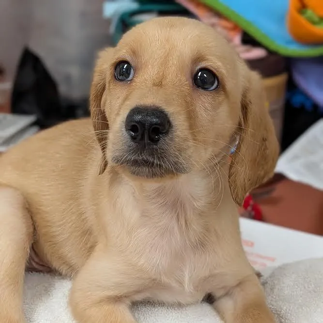 Simba thumbnail 2