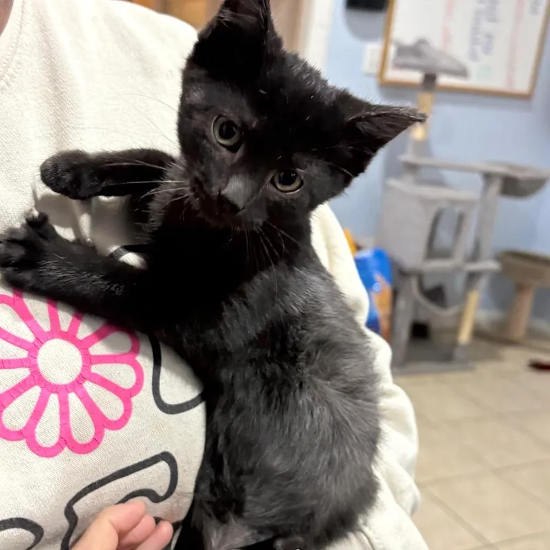 A baby small-sized female Black Domestic Short Hair cat named Macy for adoption in Elwood, IN