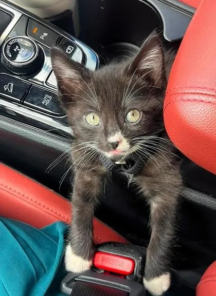 A baby small-sized male Black Domestic Short Hair cat named Blaze for adoption in Kansas City, MO