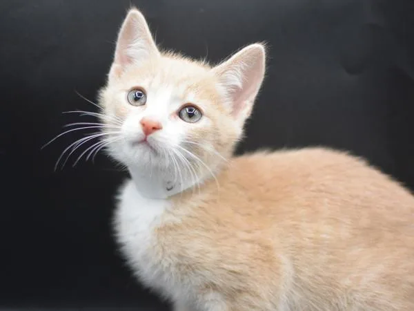 A baby small-sized male Domestic Short Hair cat named Luke for adoption in Portland, OR