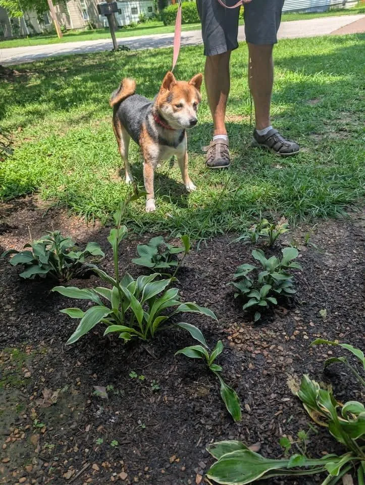 A senior medium-sized male Tricolor (Brown, Black, & White) Shiba Inu dog named Mr. Sheldon for adoption in Luttrell, TN