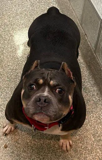 An adult large-sized female Pit Bull Terrier dog named Cheech for adoption in Washington, DC