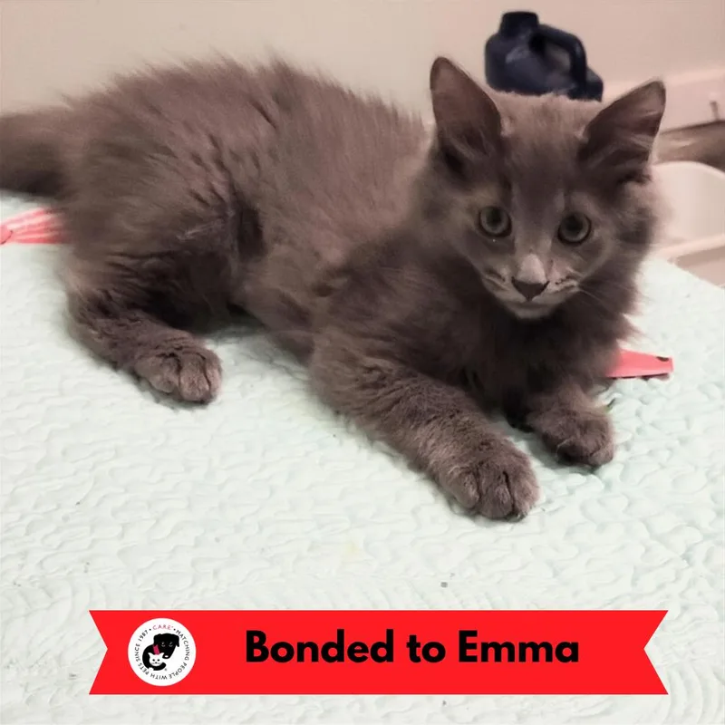 A baby small-sized female Gray / Blue / Silver Domestic Long Hair cat named Evelyn for adoption in Skokie, IL