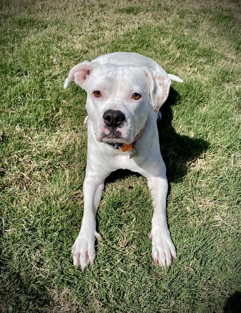 Moonshine thumbnail 2