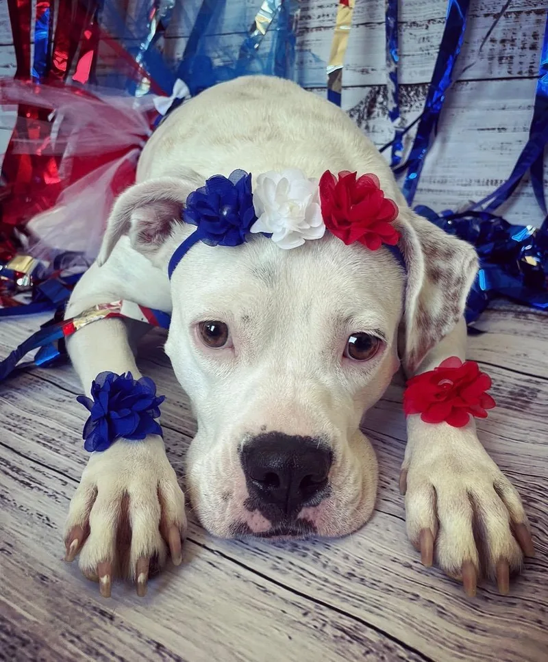 Moonshine thumbnail 3