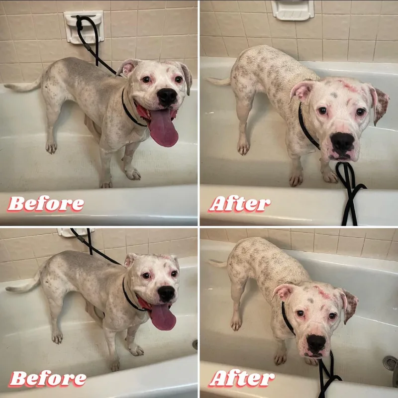 Moonshine thumbnail 4