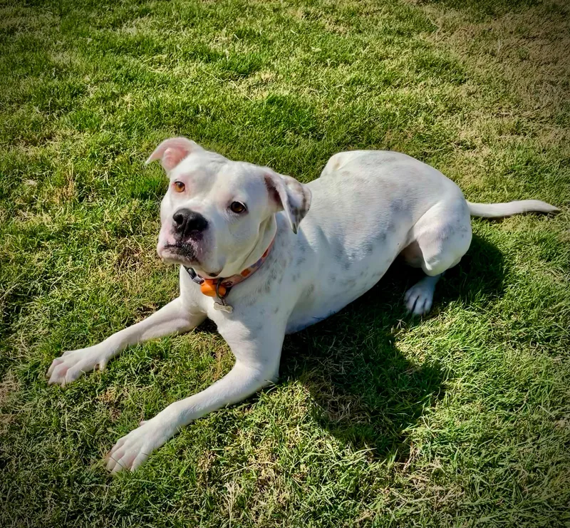 Moonshine thumbnail 5