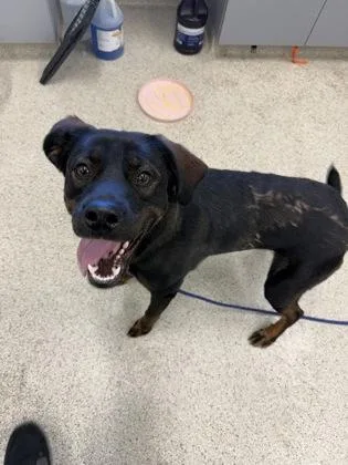 An adult large-sized male Mixed Breed dog named Kazoo for adoption in Lafayette, IN