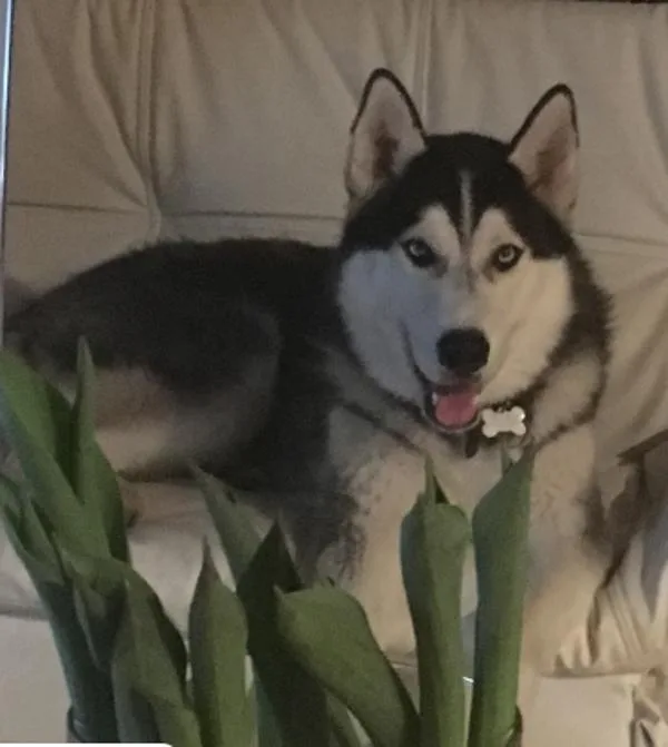 A senior large-sized male Siberian Husky dog named Leo for adoption in San Diego, CA
