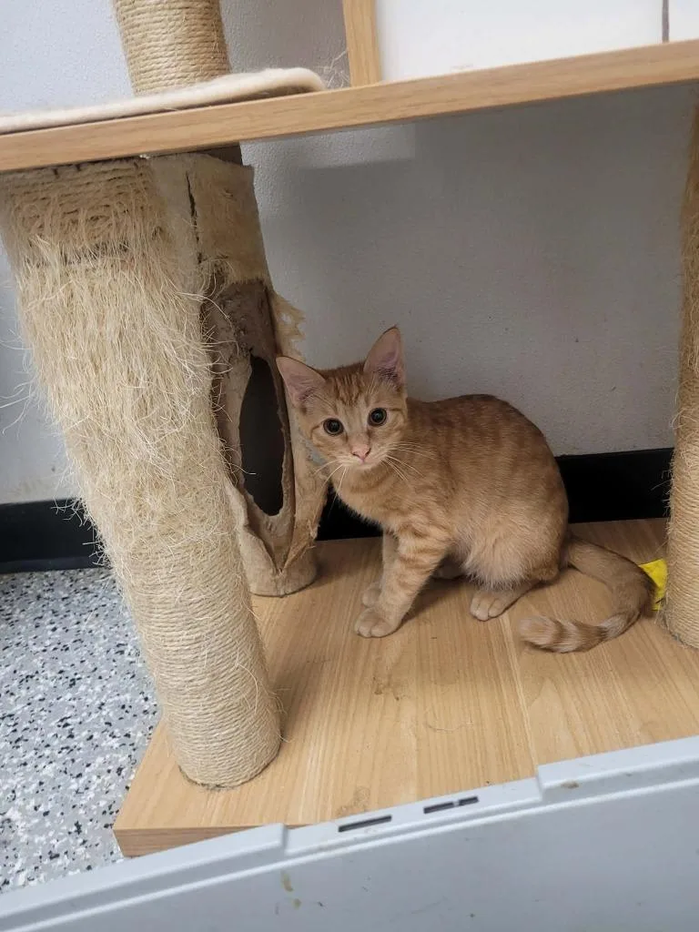 A baby medium-sized male Domestic Short Hair cat named Grenada for adoption in Republic, MO