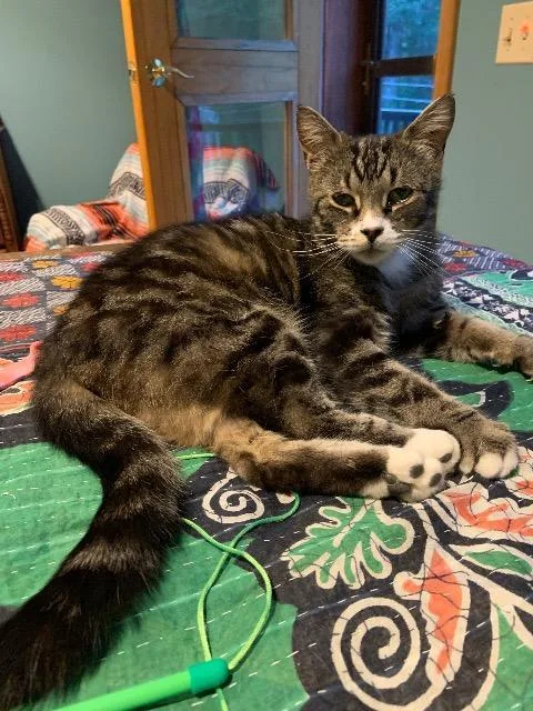 An adult medium-sized male Domestic Short Hair cat named Woody for adoption in Pawtucket, RI