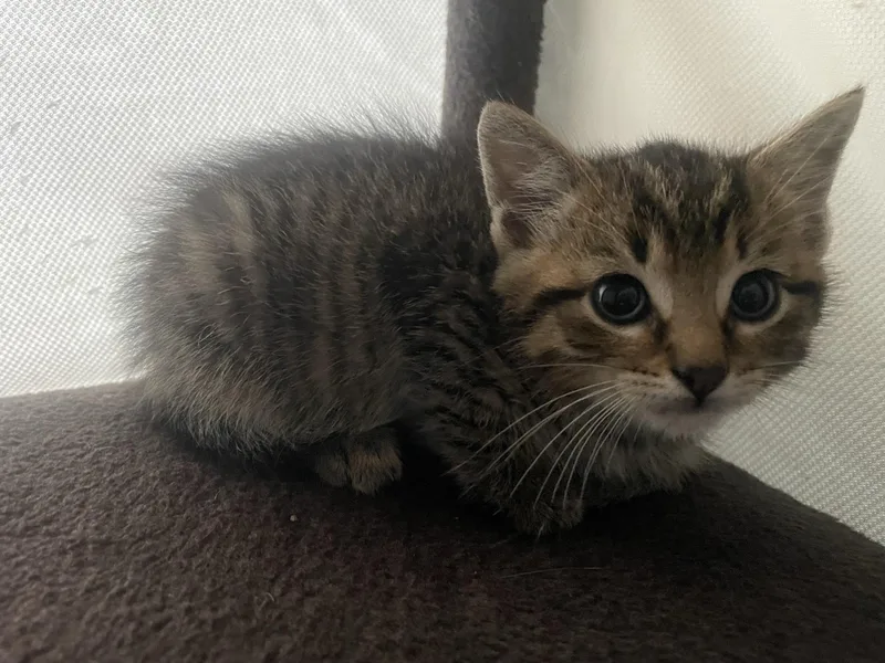 A baby medium-sized male Tabby (Brown / Chocolate) Domestic Short Hair cat named Kimchi for adoption in Murfreesboro, TN