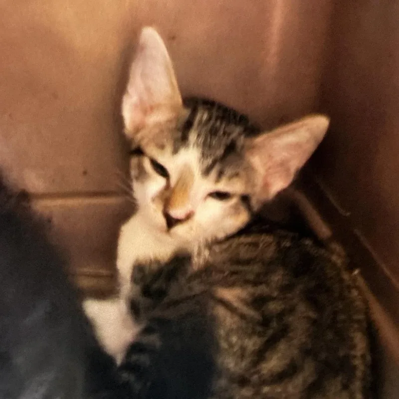 A young small-sized female Brown / Chocolate Domestic Medium Hair cat named Beatrix for adoption in Durant, OK