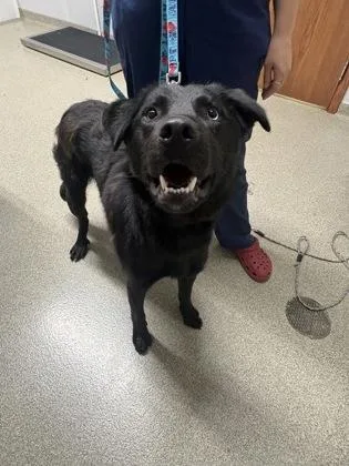 An adult medium-sized male Labrador Retriever dog named Spot for adoption in Pequot Lakes, MN