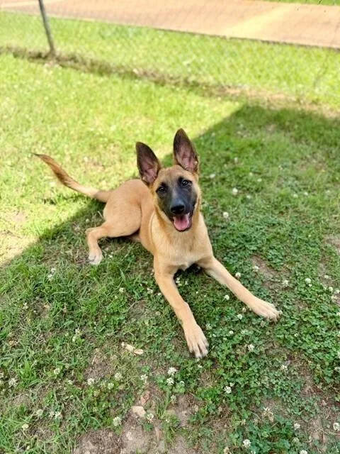 A young medium-sized female Tricolor (Brown, Black, & White) Belgian Shepherd / Malinois dog named Sadie located in for adoption in Imlay City, MI